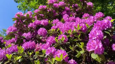 Rhododendron çiçekleri çalı makro hareketi