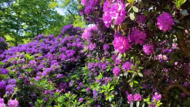 Rhododendron çiçekleri çalı makro hareketi