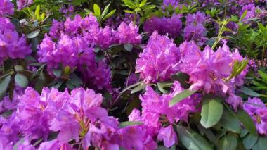 Rhododendron çiçekleri çalı makro hareketi