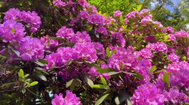 Rhododendron çiçekleri çalı makro hareketi