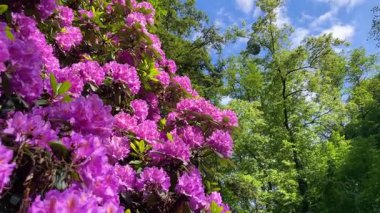 Rhododendron çiçekleri çalı makro hareketi