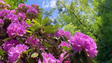 Rhododendron çiçekleri çalı makro hareketi
