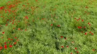 Haşhaş dronu üzerinde uçuyor