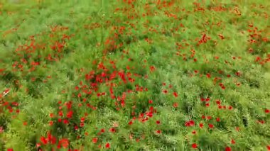 Haşhaş dronu üzerinde uçuyor