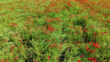 Haşhaş dronu üzerinde uçuyor