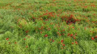 Haşhaş dronu üzerinde uçuyor