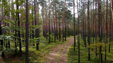 Kozalaklı orman köknar ağaçları çam manzaralı