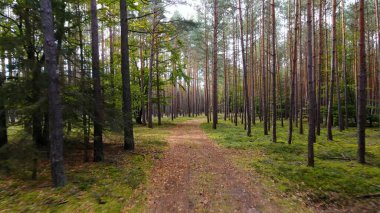 Kozalaklı orman köknar ağaçları çam manzaralı