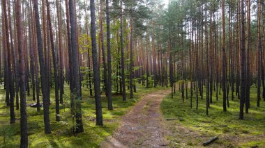 Kozalaklı orman köknar ağaçları çam manzaralı