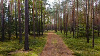 Kozalaklı orman köknar ağaçları çam manzaralı