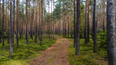 Kozalaklı orman köknar ağaçları çam manzaralı