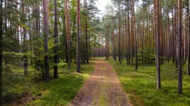 Kozalaklı orman köknar ağaçları çam manzaralı