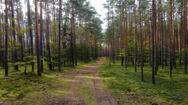 Kozalaklı orman köknar ağaçları çam manzaralı
