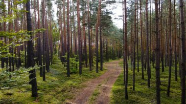 Kozalaklı orman köknar ağaçları çam manzaralı