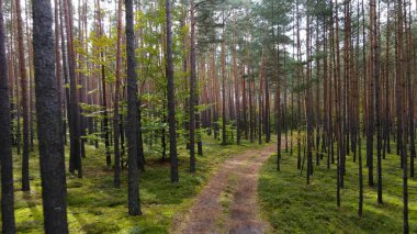 Kozalaklı orman köknar ağaçları çam manzaralı