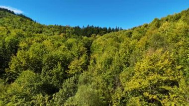 Aerial view of lush green forest with mountains creating a serene nature setting, Sitka, Alaska, USA.