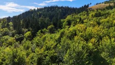Aerial view of lush green forest with mountains creating a serene nature setting, Sitka, Alaska, USA.