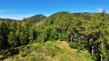Aerial view of lush green forest with mountains creating a serene nature setting, Sitka, Alaska, USA.