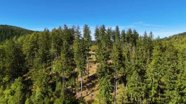 Aerial view of lush green forest with mountains creating a serene nature setting, Sitka, Alaska, USA.