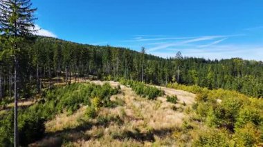 Aerial view of lush green forest with mountains creating a serene nature setting, Sitka, Alaska, USA.