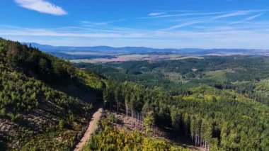 Aerial view of lush green forest with mountains creating a serene nature setting, Sitka, Alaska, USA.