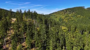 Aerial view of lush green forest with mountains creating a serene nature setting, Sitka, Alaska, USA.
