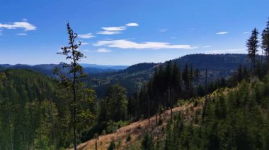Aerial view of lush green forest with mountains creating a serene nature setting, Sitka, Alaska, USA.