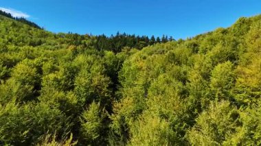 Lush green coniferous forest mountains creating a serene view of nature  USA.