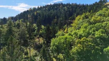 Lush green coniferous forest mountains creating a serene view of nature  USA.