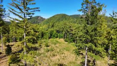Lush green coniferous forest mountains creating a serene view of nature  USA.