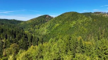 Lush green coniferous forest mountains creating a serene view of nature  USA.