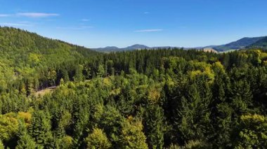Lush green coniferous forest mountains creating a serene view of nature  USA.