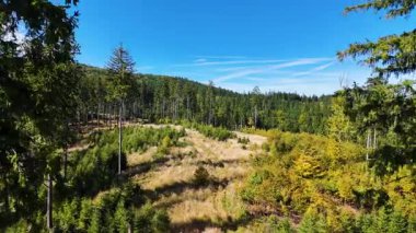 Lush green coniferous forest mountains creating a serene view of nature  USA.