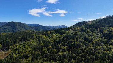 Lush green coniferous forest mountains creating a serene view of nature  USA.