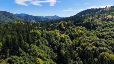 Lush green coniferous forest mountains creating a serene view of nature  USA.