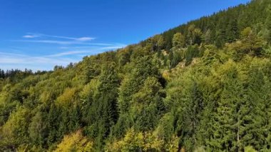 Lush green coniferous forest mountains creating a serene view of nature  USA.