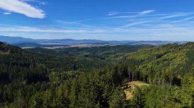 Lush green coniferous forest mountains creating a serene view of nature  USA.
