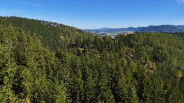 Lush green coniferous forest mountains creating a serene view of nature  USA.