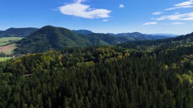 Lush green coniferous forest mountains creating a serene view of nature  USA.