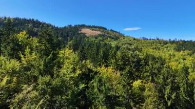 Drone view autumn view coniferous forest hills mountains USA.