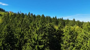 Drone view autumn view coniferous forest hills mountains USA.