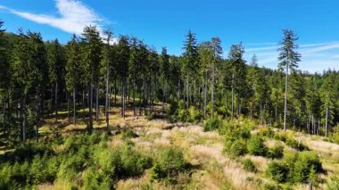 Drone view autumn view coniferous forest hills mountains USA.