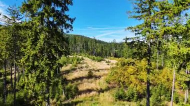Drone view autumn view coniferous forest hills mountains USA.