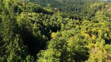 Drone view autumn view coniferous forest hills mountains USA.