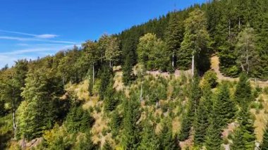 Drone view autumn view coniferous forest hills mountains USA.