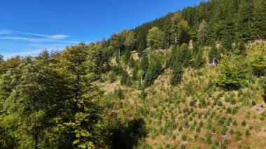 Drone view autumn view coniferous forest hills mountains USA.