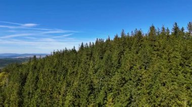 Drone view autumn view coniferous forest hills mountains USA.