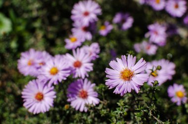 Güneşli bir yaz gününde açık havada güzel taze papatyalar açar.