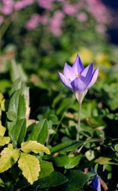 Harika sümbül çiçekleri, sınırlı güneşli bir günde baharda açık havada açar.