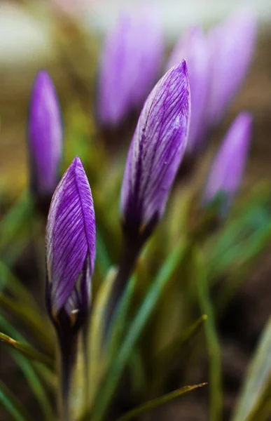 Pequenas Flores Primeira Primavera Livre Crocos Florescem Dia Ensolarado — Fotografia de Stock